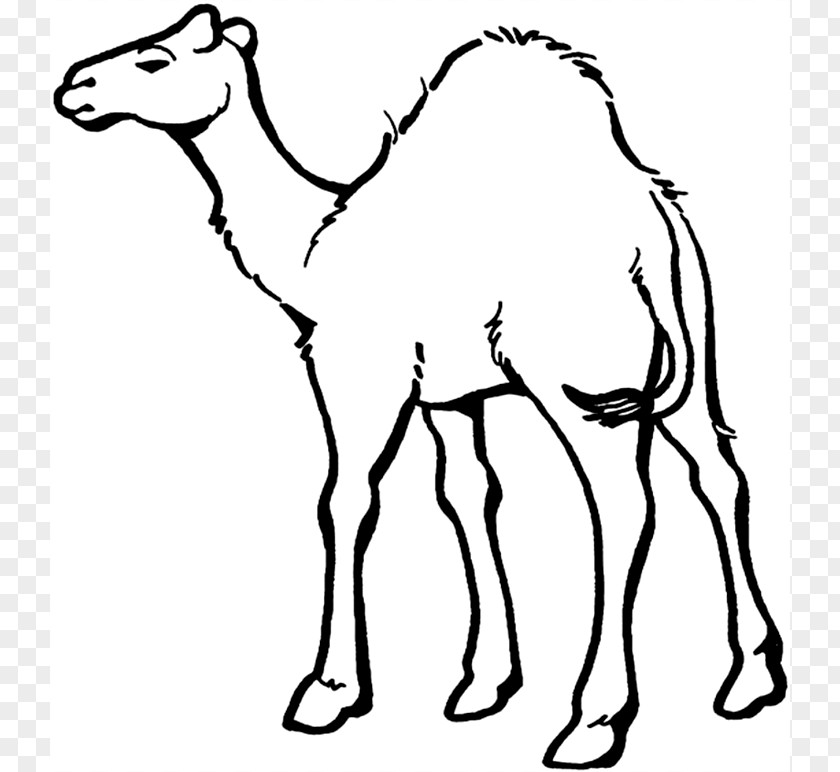 Camel Pictures To Print Dromedary Bactrian Coloring Book Child Train PNG