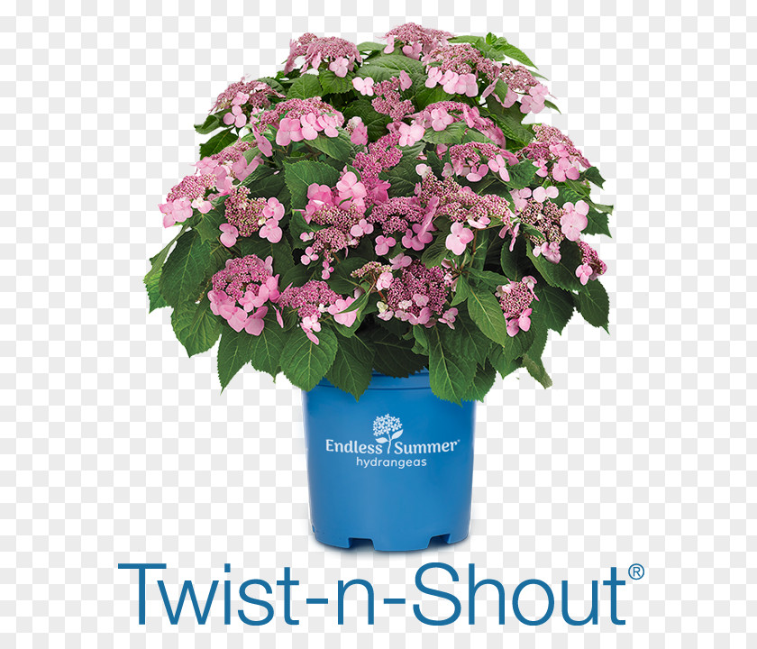 Flower French Hydrangea Arborescens Soil PH Twist And Shout PNG