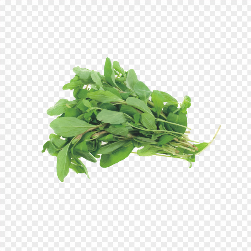 Herbs Marjoram Herb Basil Oregano Parsley PNG