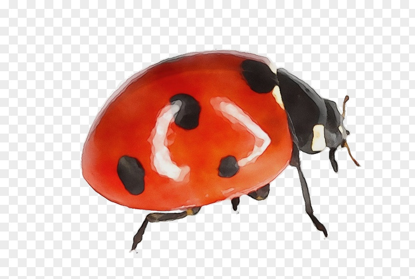 Leaf Beetle Helmet Ladybug PNG