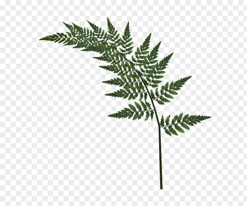 Tree Fern Bay Laurel Clip Art PNG