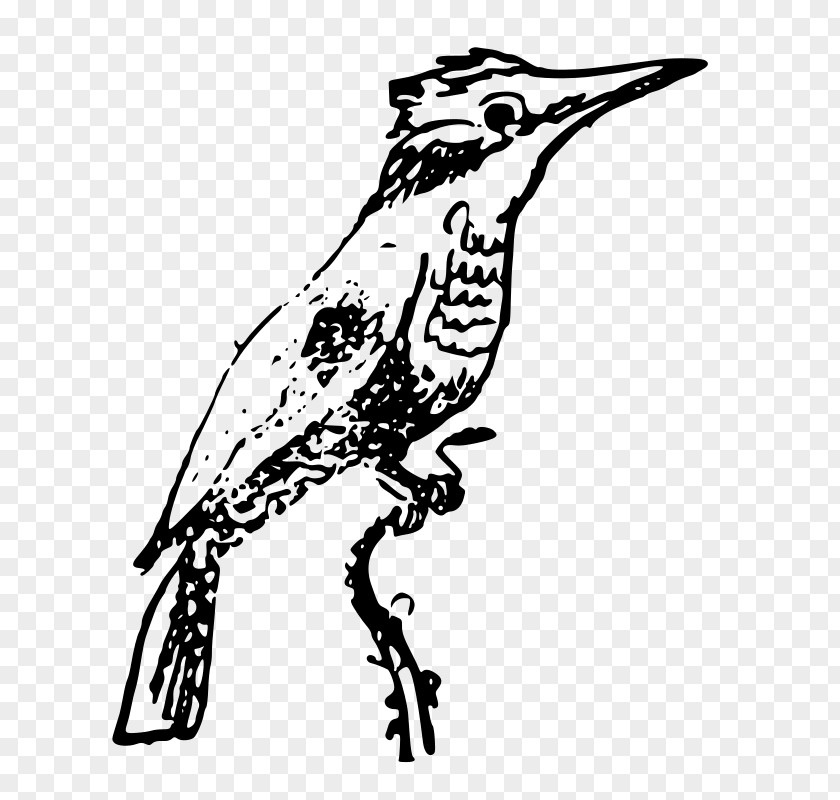 Bird Beak Belted Kingfisher Clip Art PNG