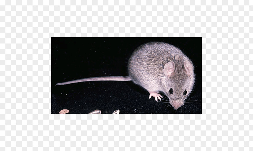 Mouse Rat Gerbil Zygodontomys Brevicauda Rodent PNG
