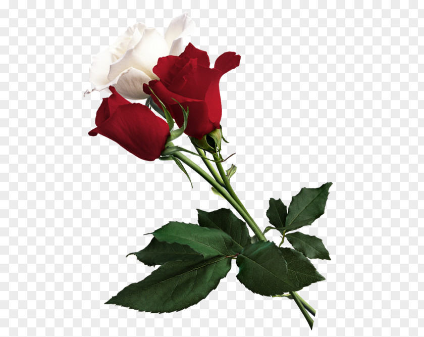 White Roses Rose Flower Red PNG