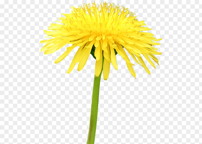 Bee Yellow Common Dandelion Insect Sunflower PNG