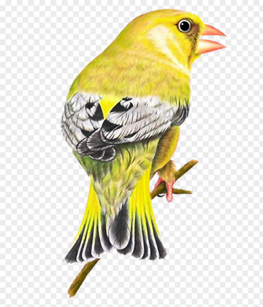 Bird Of Prey Finch Clip Art PNG
