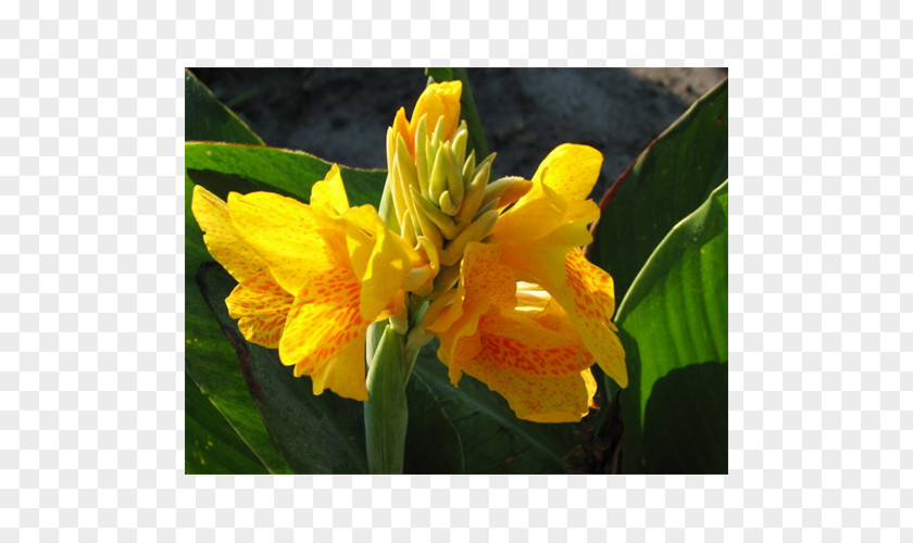 Canna Indian Shot Cattleya Orchids PNG