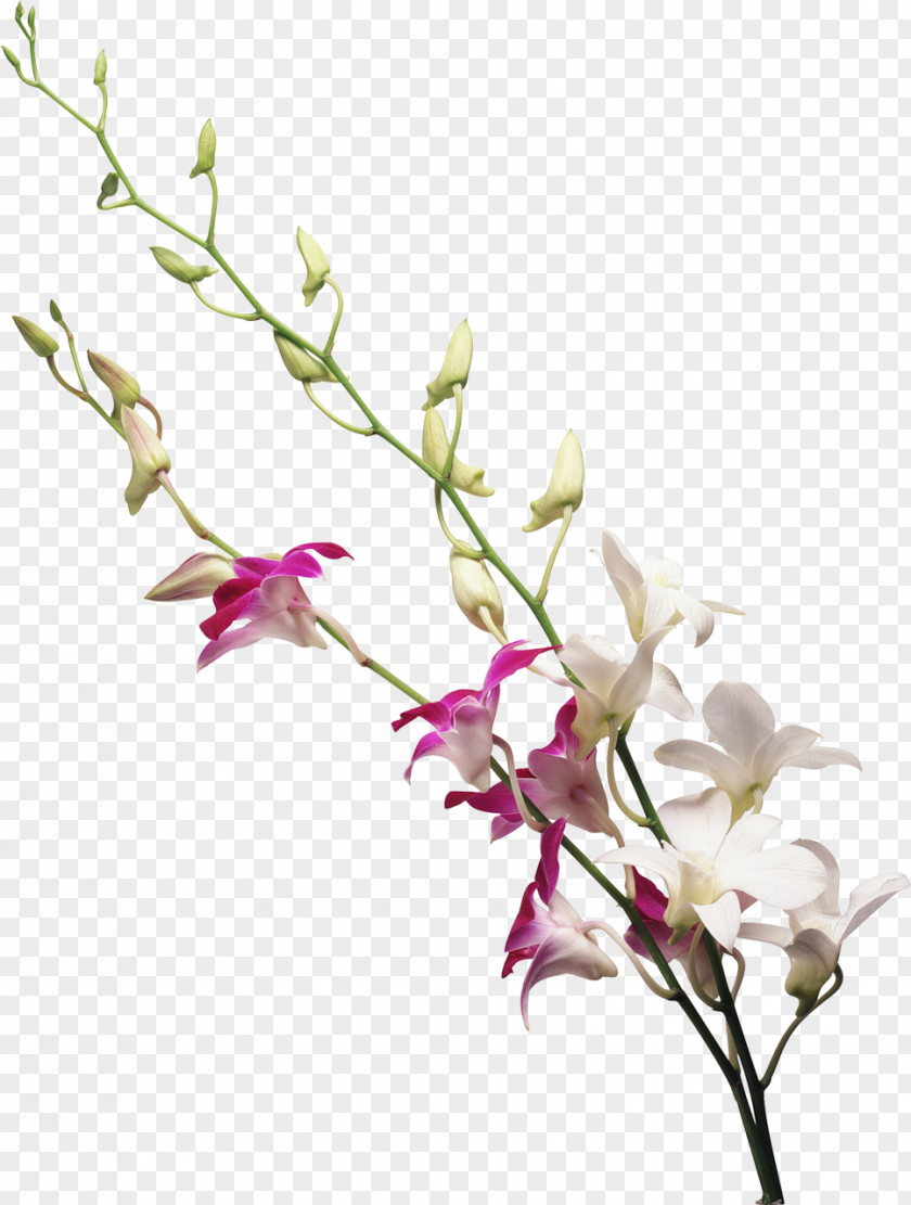 Cartoon Creative Decorative Floral Ps Drawing PNG