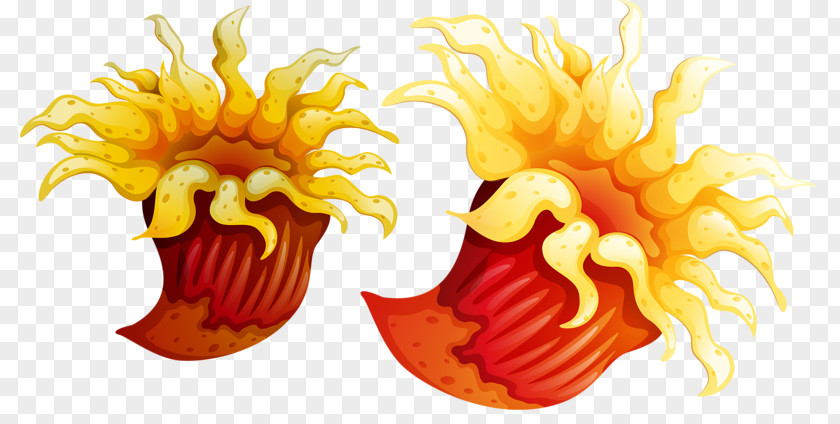 Conch Shell Plant Drawing Seashell Algae PNG