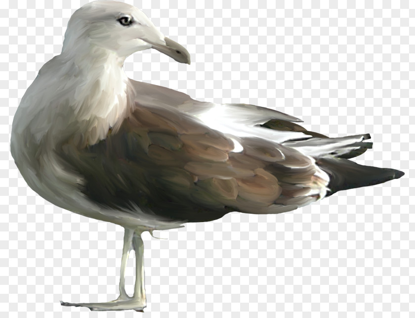 Ring Billed Gull Albatross Bird Silhouette PNG