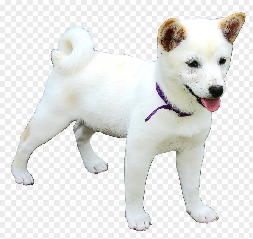 Working Dog Akita Inu Korean Cartoon PNG