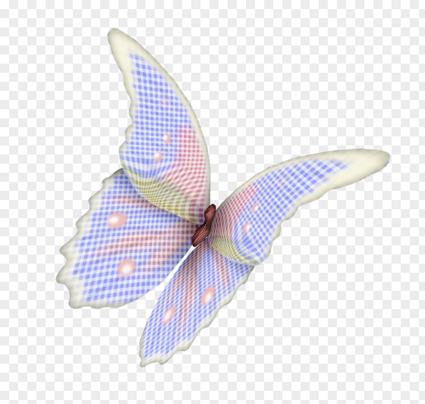Butterfly Insect Wing Shoelace Knot Pollinator PNG