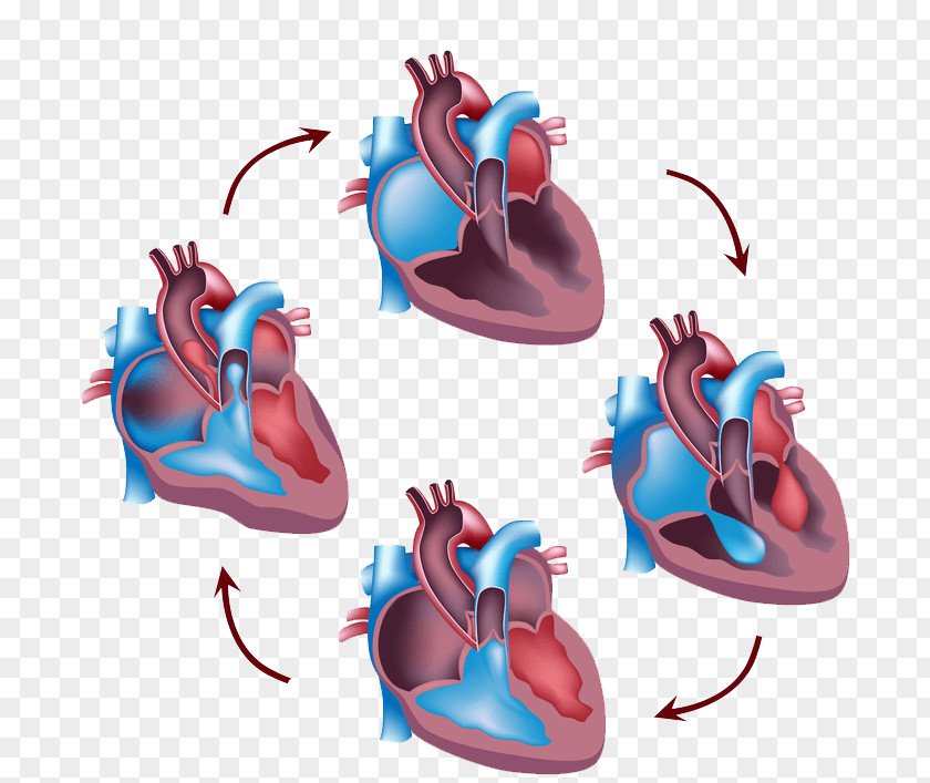 Heart Cardiac Cycle Circulatory System Systole Human Body PNG