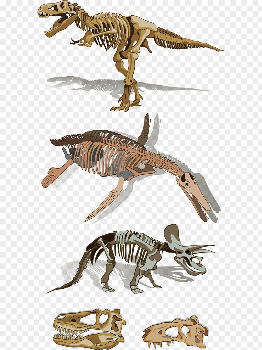 Indian Skeleton Velociraptor Tyrannosaurus Fauna Animal PNG