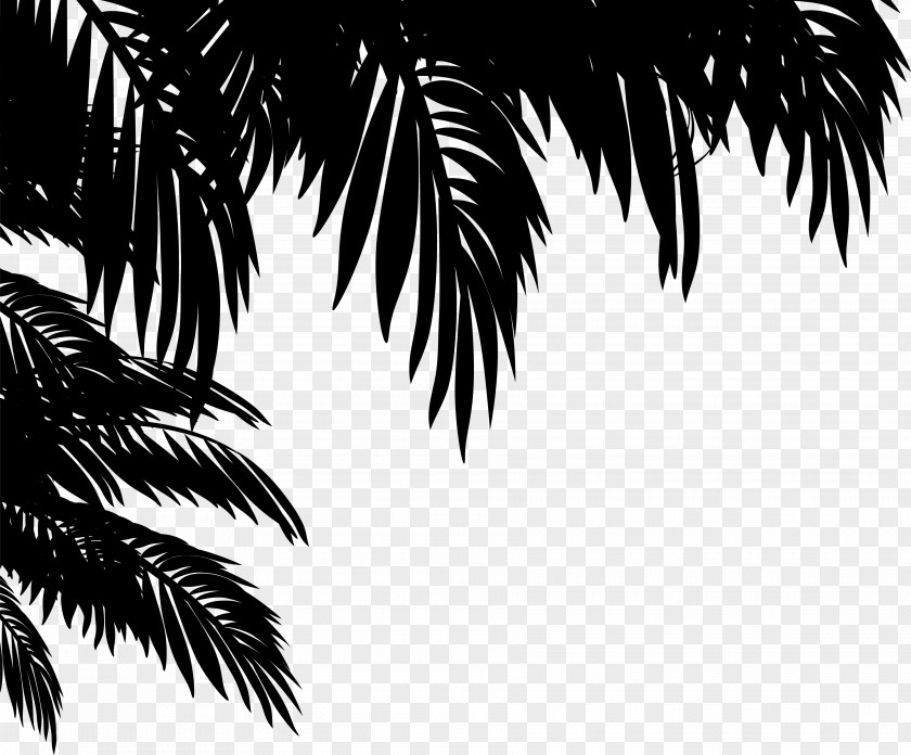 M Desktop Wallpaper Leaf Asian Palmyra Palm Trees Black & White PNG