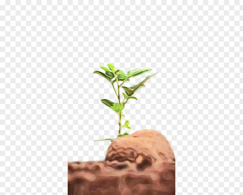 Plant Stem Flowerpot Medicine Plants Science PNG
