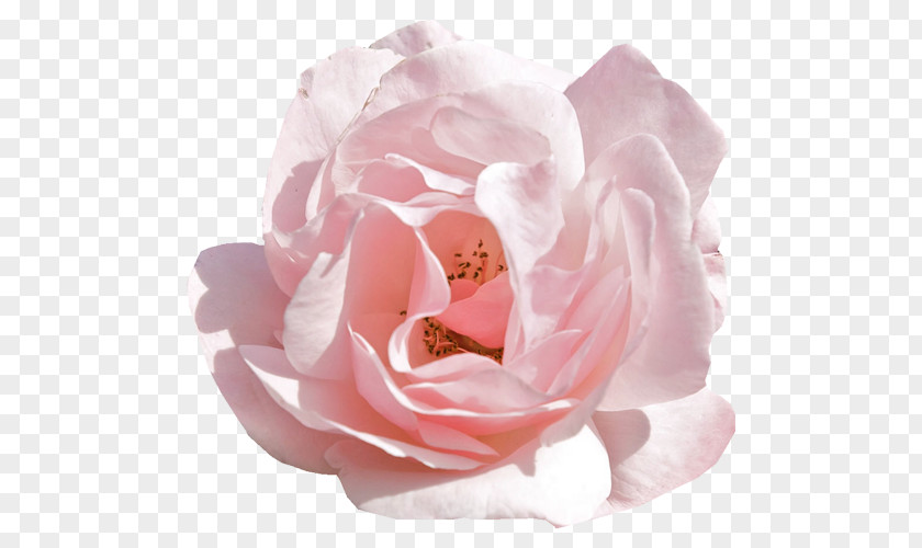 Rose Pink Flowers Desktop Wallpaper PNG