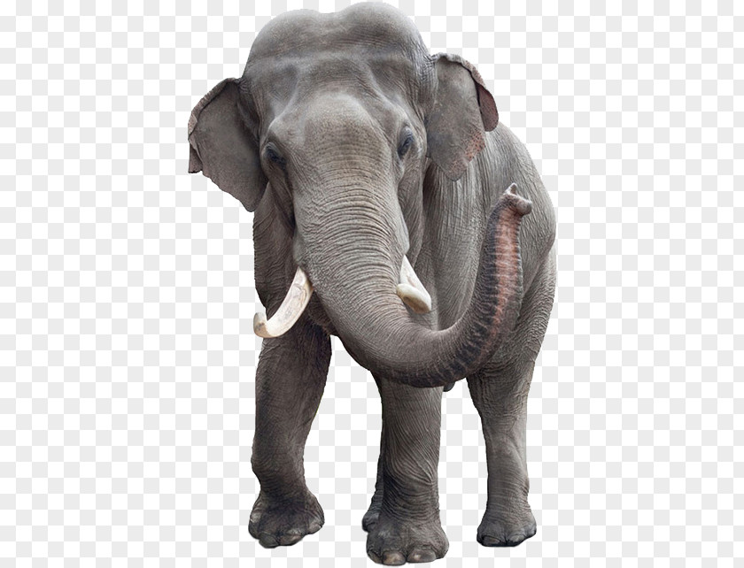Elephant Asian African Bush Stock Photography Stock.xchng PNG
