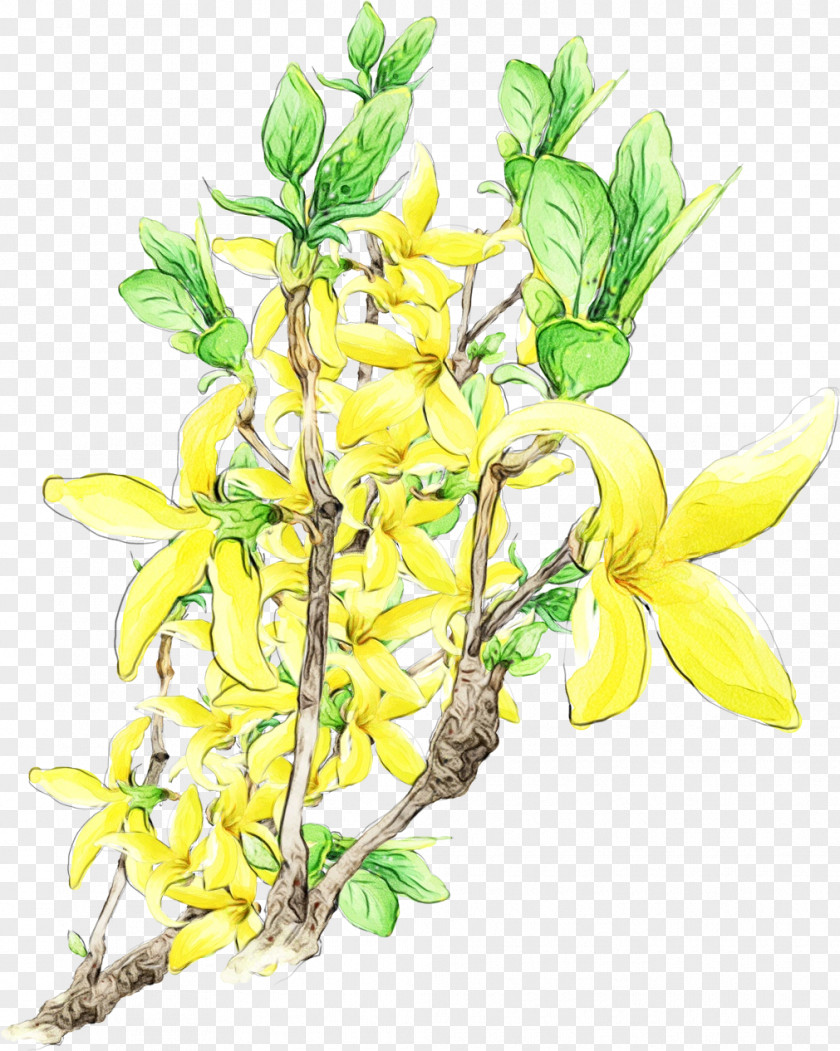 Flower Plant Yellow Branch Cut Flowers PNG