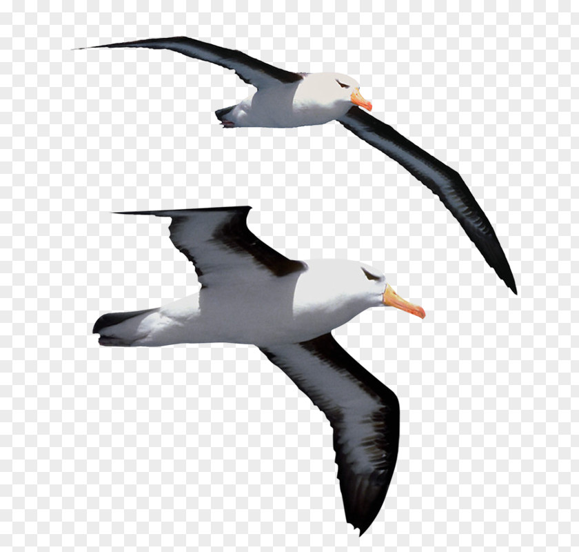 Gulls Bird Jonathan Livingston Seagull Great Albatross Clip Art PNG