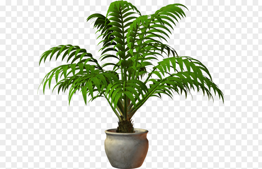 Plant Houseplant Flowerpot Botanical Garden PNG