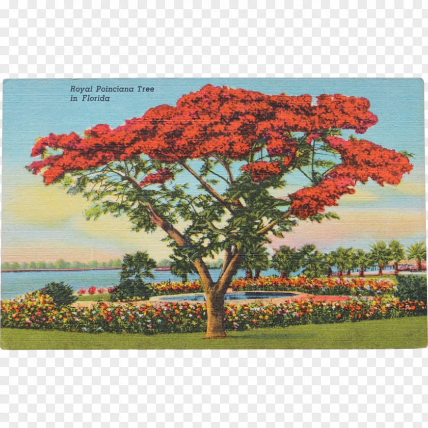 Tree Royal Poinciana Post Cards Mount Conner Miami PNG