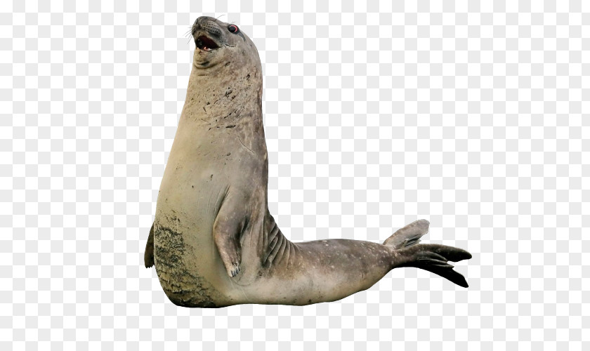 Walrus Sea Lion Harbor Seal Earless Rhinoceros PNG
