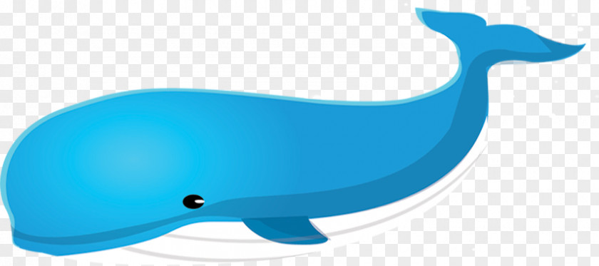 Whale Dolphin Porpoise Marine Biology PNG