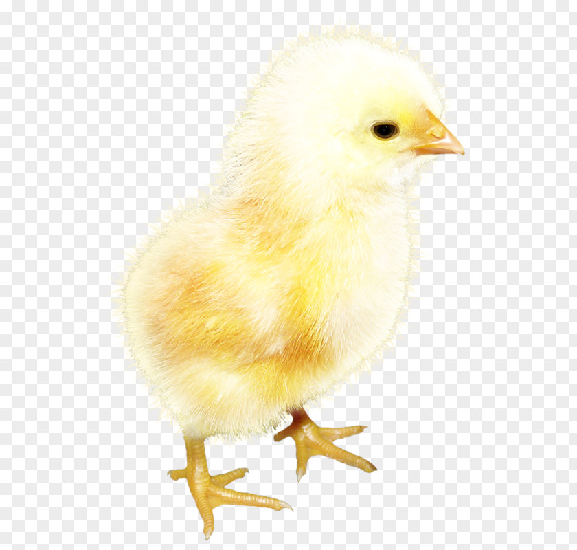 Yellow Chick Rooster Chicken Clip Art PNG