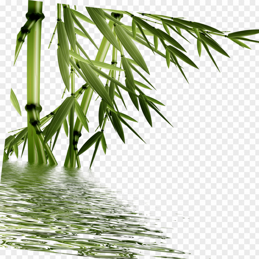 Bamboo Digital Watermarking PNG