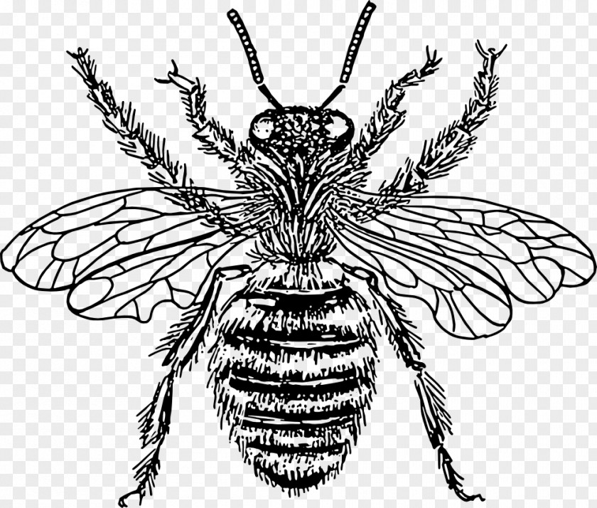 Black And White Bee European Dark Drawing Clip Art PNG