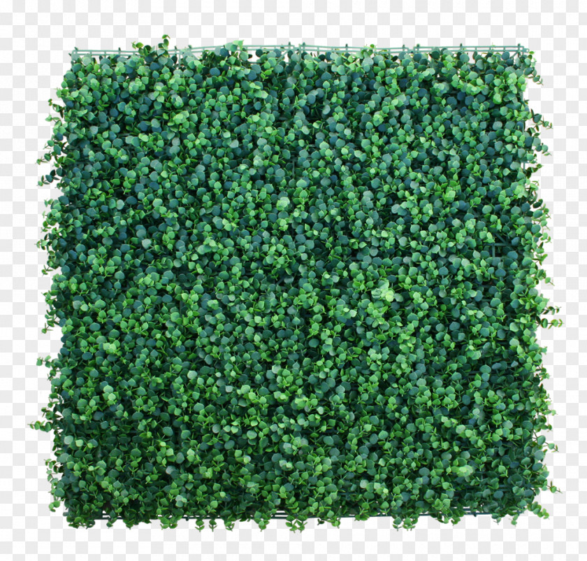 Cortaderia Selloana Hedge Garden Green Wall Lawn Artificial Turf PNG