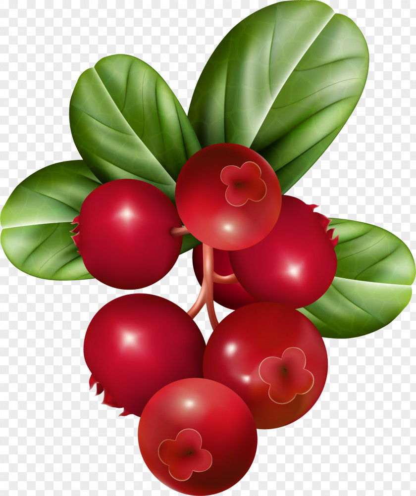 Cranberry Raspberry Fruit Clip Art PNG