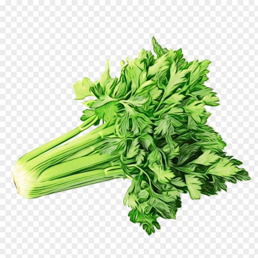Parsley Family Chervil Green Leaf Background PNG