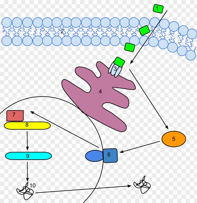 Pathway Ethylene Oxide Signal Transduction Receptor PNG