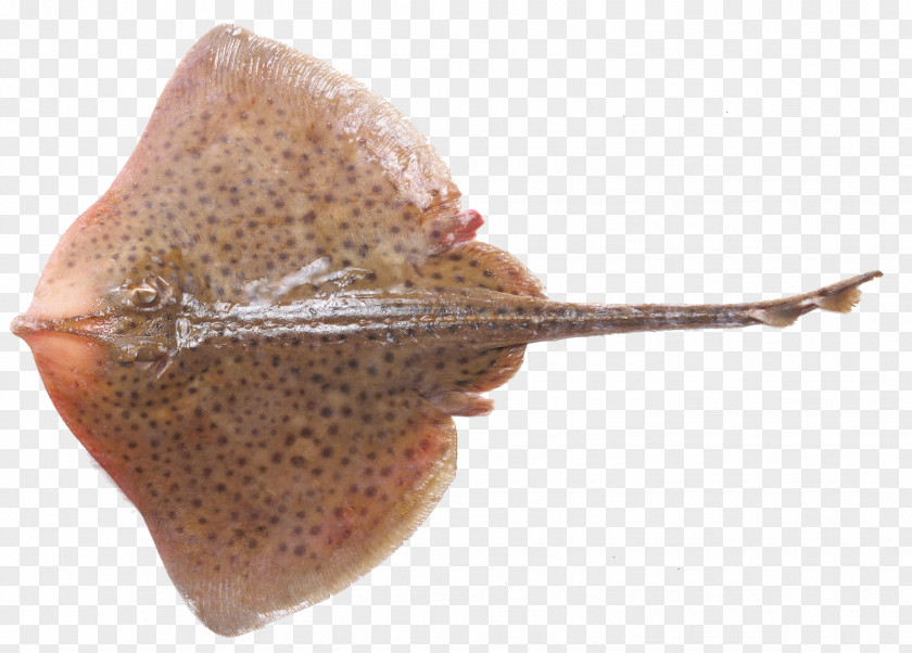Shark Thornback Ray Batoids Fish Sole PNG