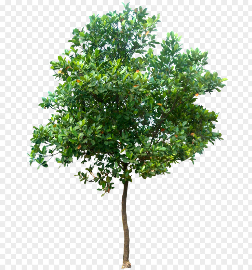 Trees Tree Stock Photography Royalty-free Clip Art PNG