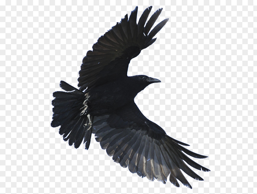 Crow American Hooded Fish Common Raven Bird PNG