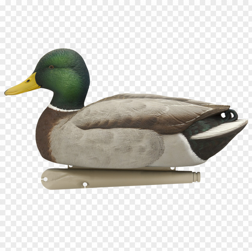 Ducks Mallard Duck Decoy Goose PNG