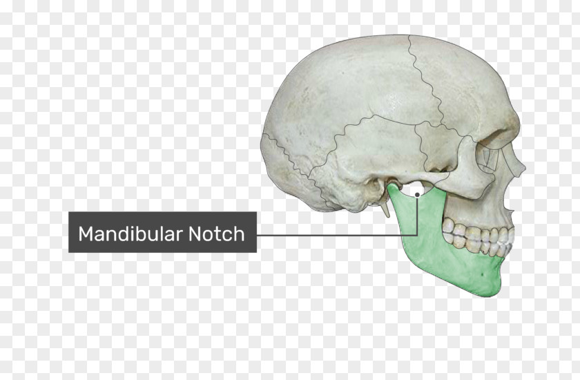 Skull Zygomatic Process Of Temporal Bone Arch PNG