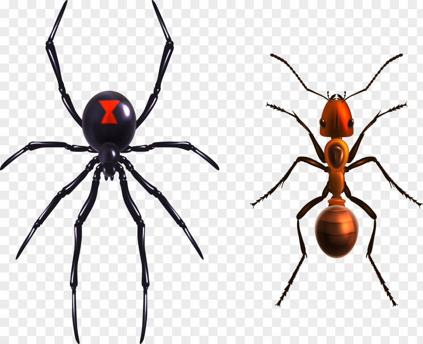 Spider Ants Widow Spiders Royalty-free Illustration PNG