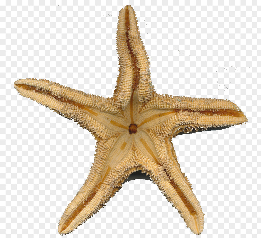 Starfish Marine Invertebrates Play PNG