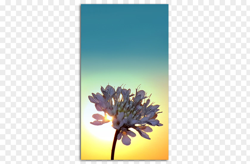Sunrise Background Desktop Wallpaper IPhone 5 Screensaver High-definition Video PNG
