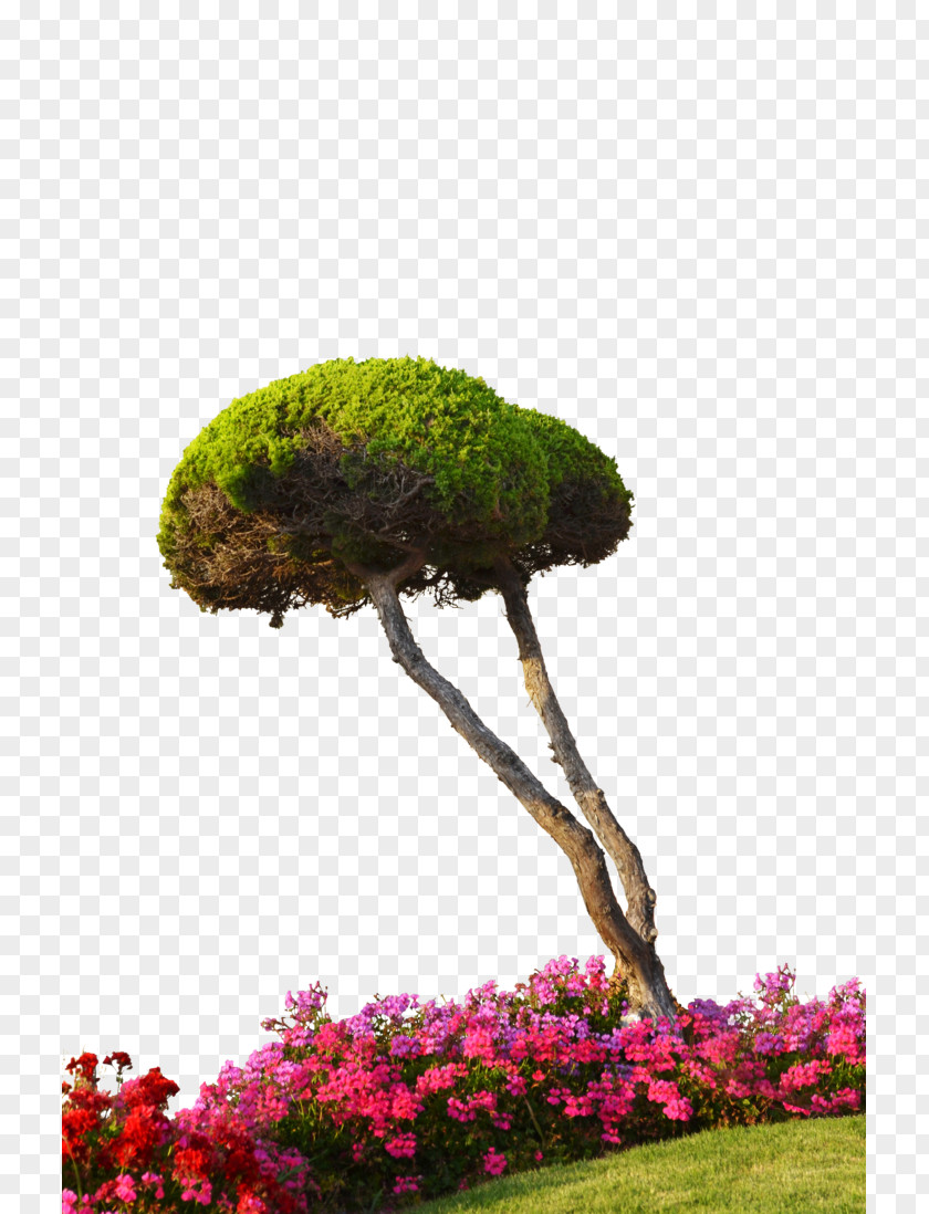 Tree Top View Plant Flower Architectural Rendering PNG
