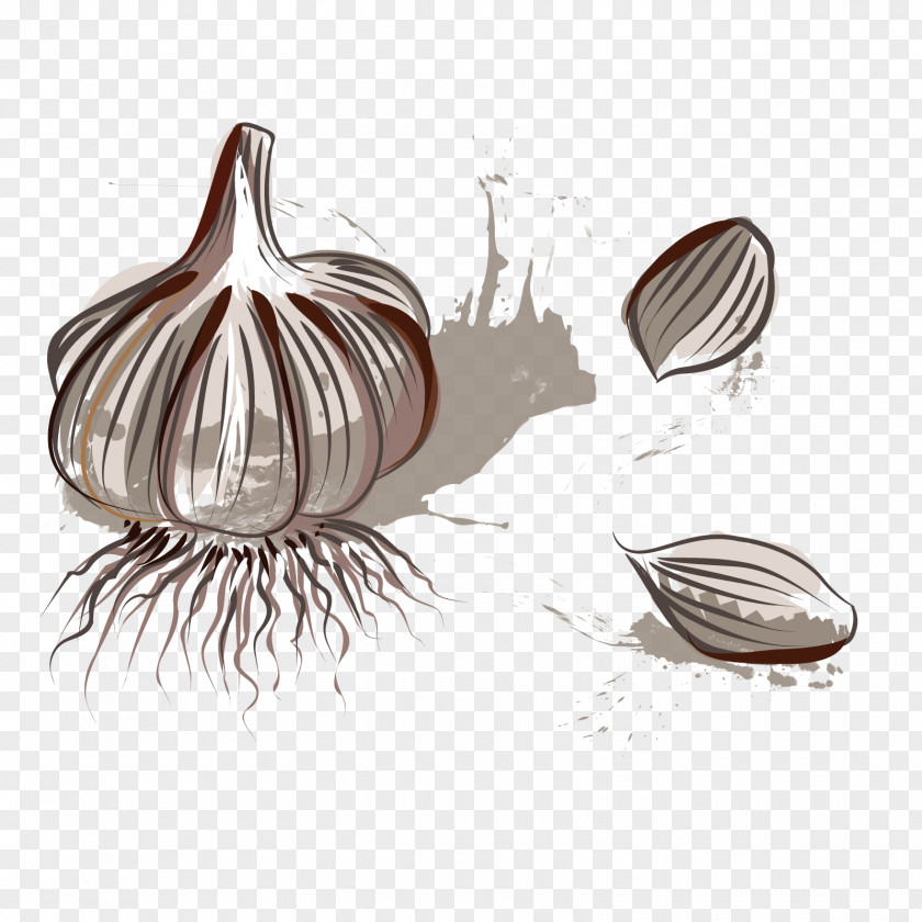 Vector Garlic Google Images PNG