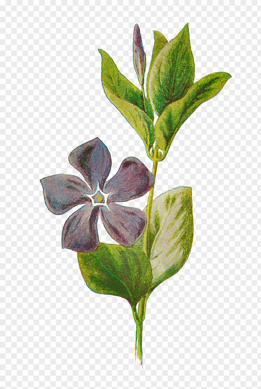 Botanical Flowers Vinca Minor Major Botany Illustration PNG
