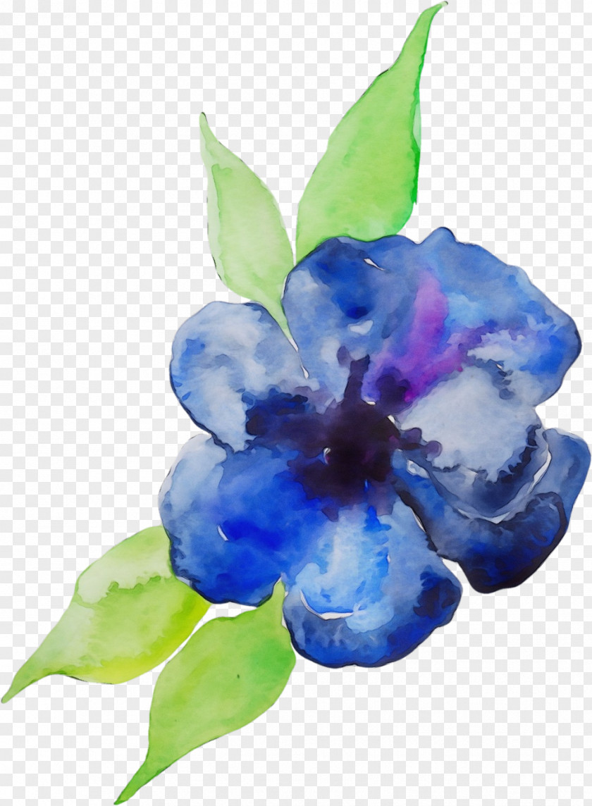 Delphinium Gentian Family Blue Iris Flower PNG