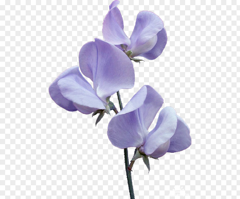 Flower Broad-leaved Sweet Pea Violet PNG