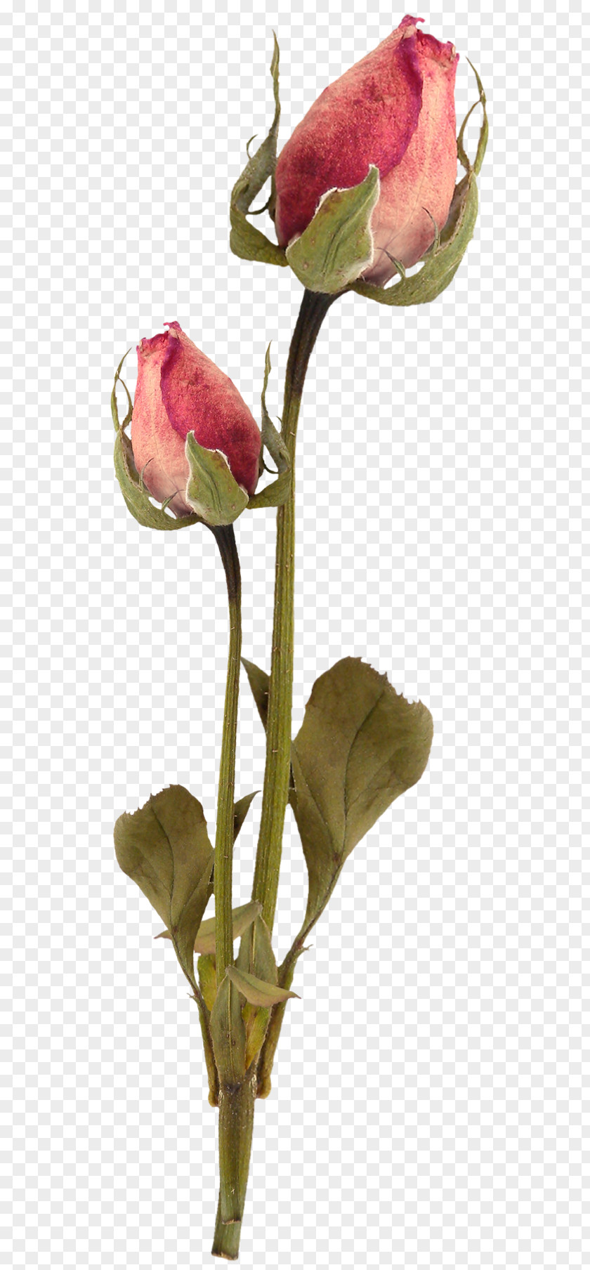 Gurdwara Flower Garden Roses Clip Art PNG