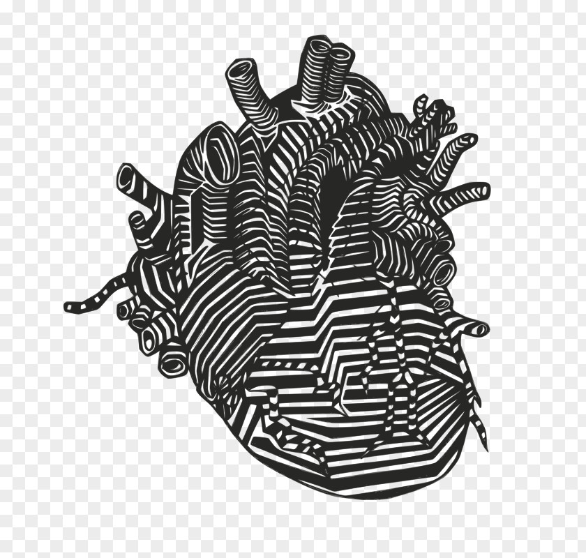 Heart Anatomy Drawing Vein Clip Art PNG